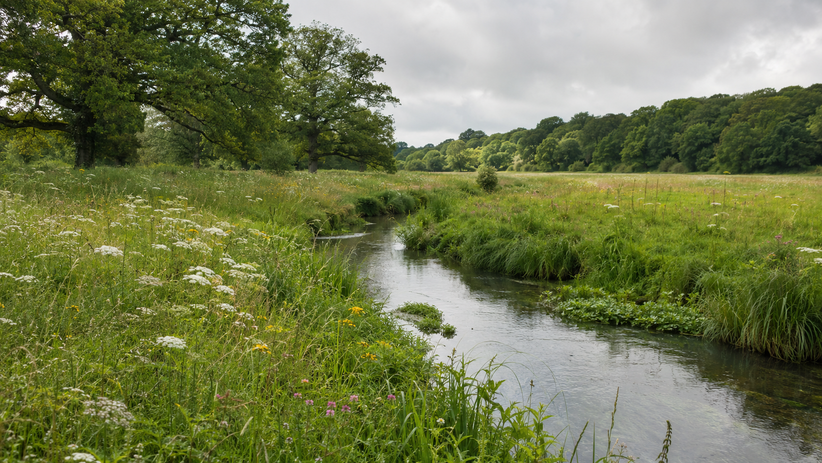 Ground-level view of a stream running through meadow and mature trees